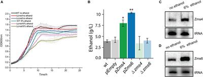 Multiple Small RNAs Interact to Co-regulate Ethanol Tolerance in Zymomonas mobilis